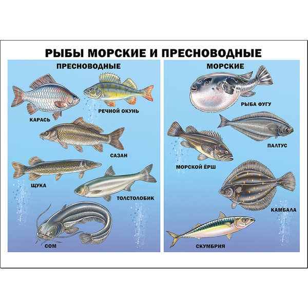 Плакат А2. Рыбы морские и пресноводные, изд. Prof-Press  Акция