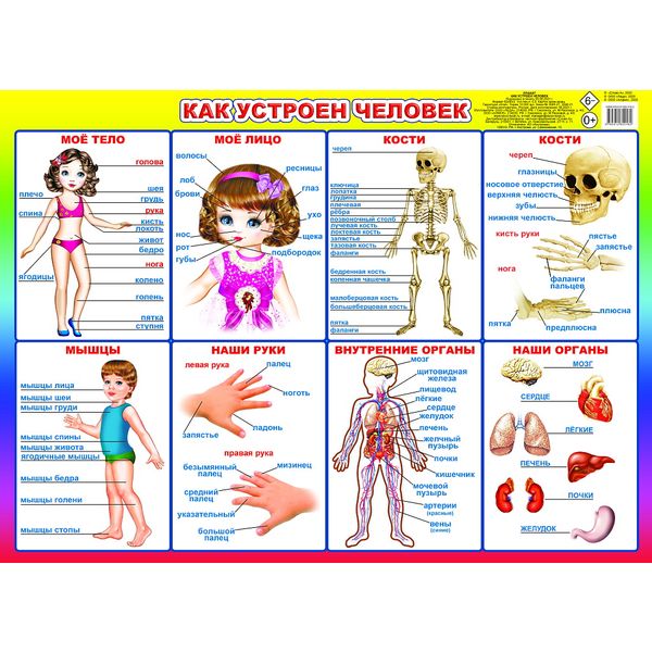 Плакат А2. Как устроен человек 0+, изд. ЛЕДА
