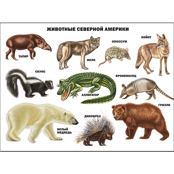 Плакат А2. Животные Северной Америки, изд. Prof-Press   Акция