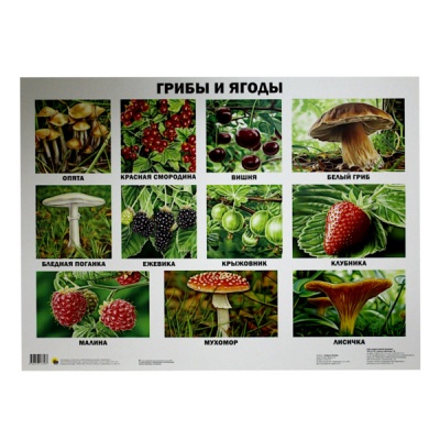 Плакат А2. Грибы и ягоды, изд. Prof-Press   Акция