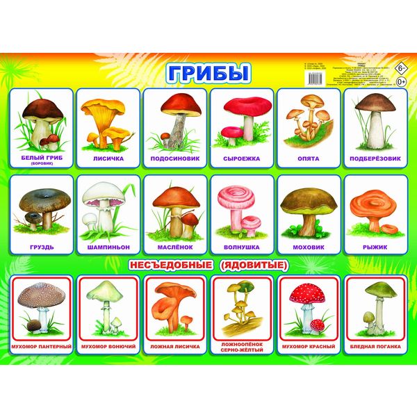 Плакат А2. Грибы, изд. ЛЕДА Акция!