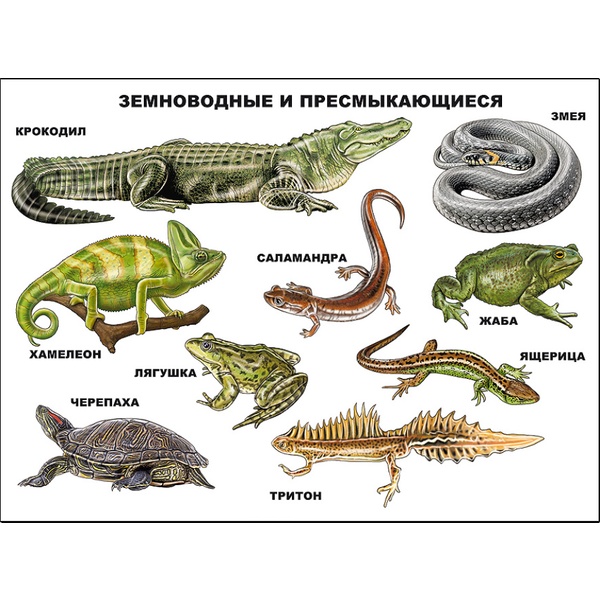 Плакат А2. Земноводные и пресмыкающиеся, изд. Prof-Press